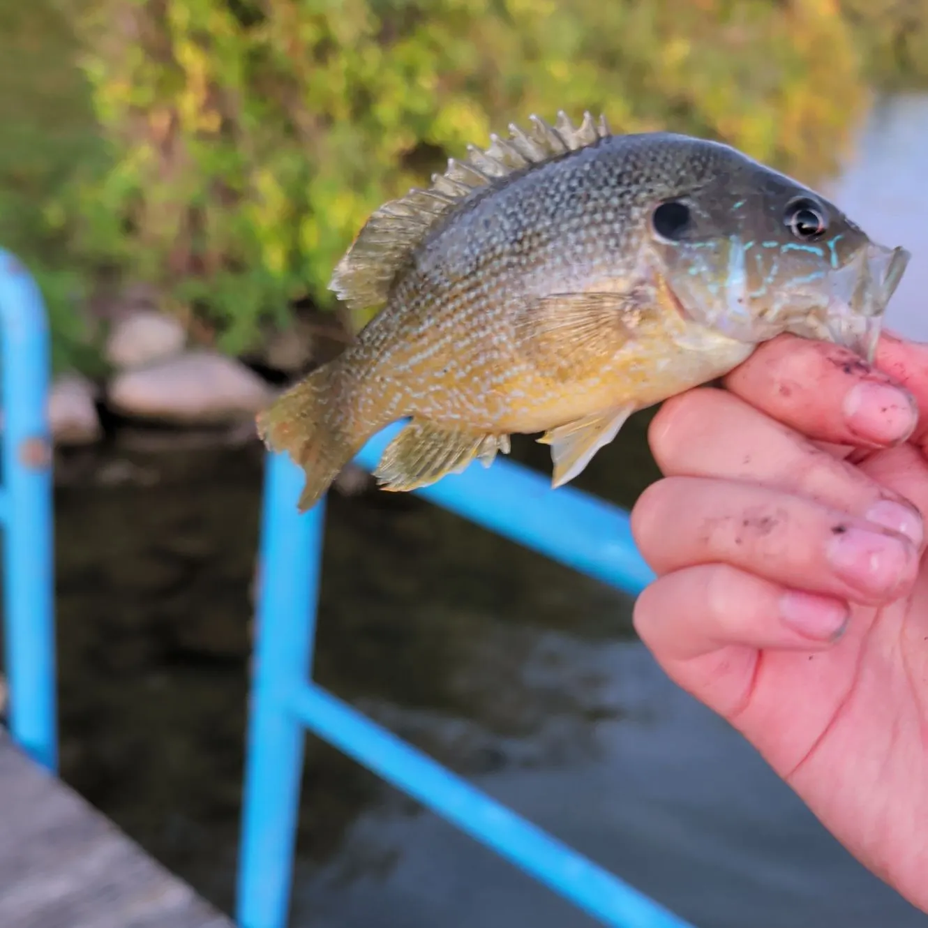 Green sunfish caught on Fishbrain
