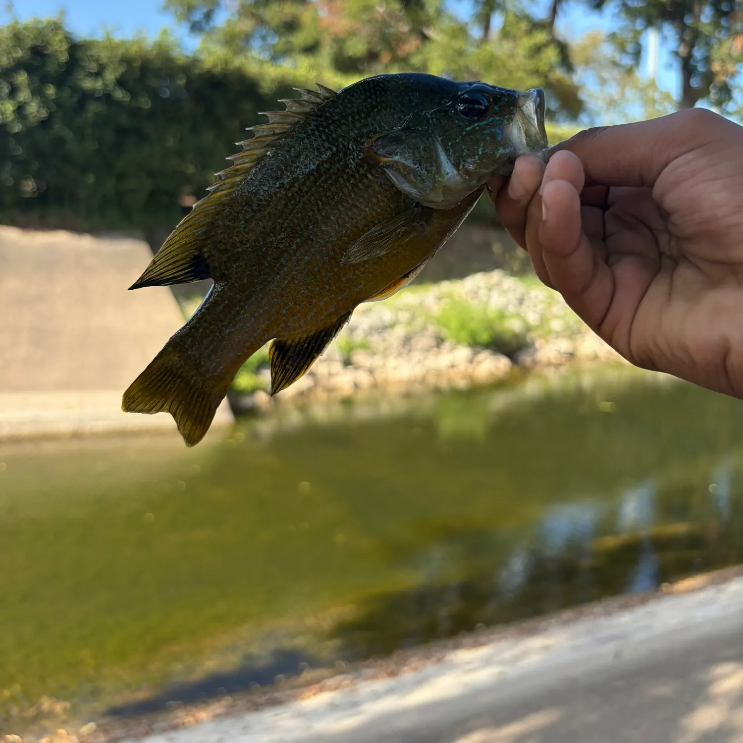 Green sunfish caught on Fishbrain