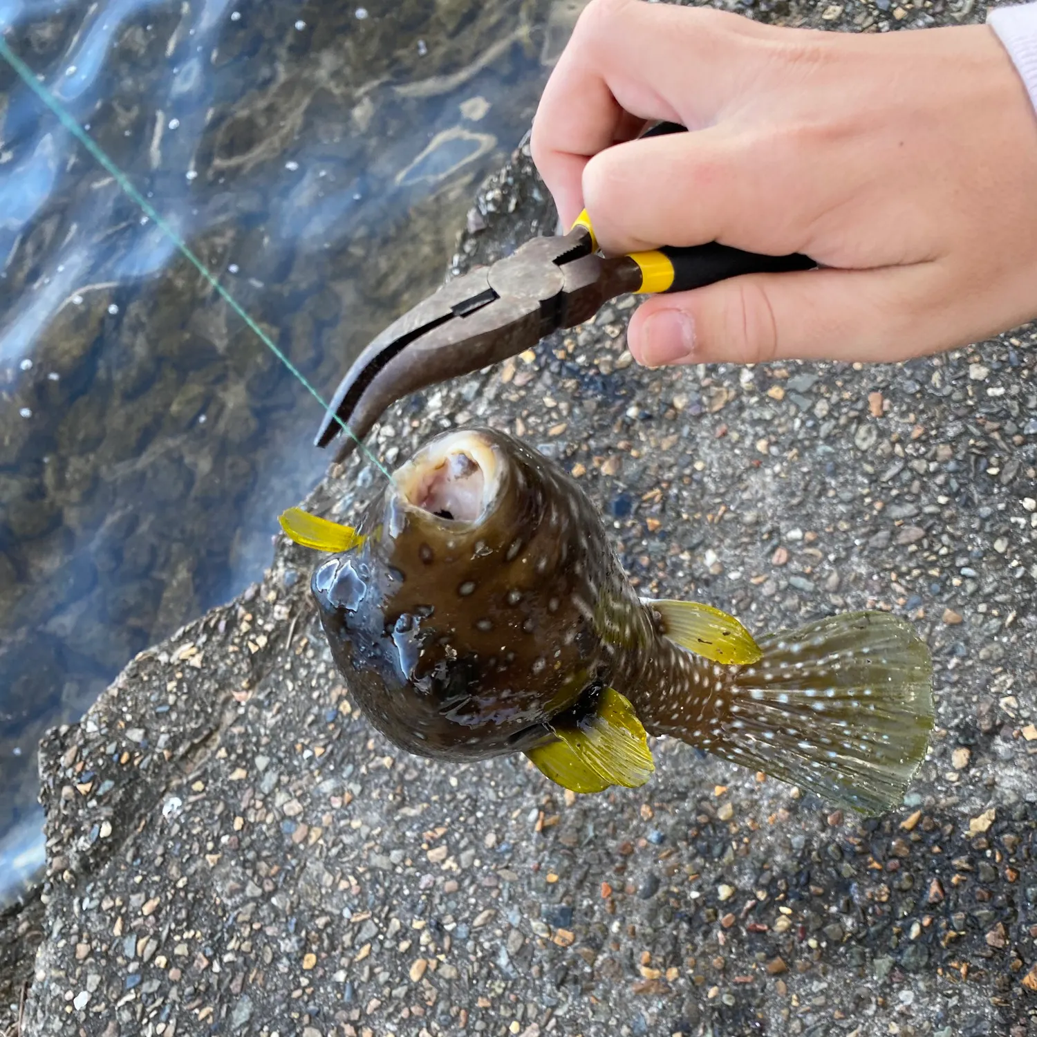 Fish caught on Fishbrain