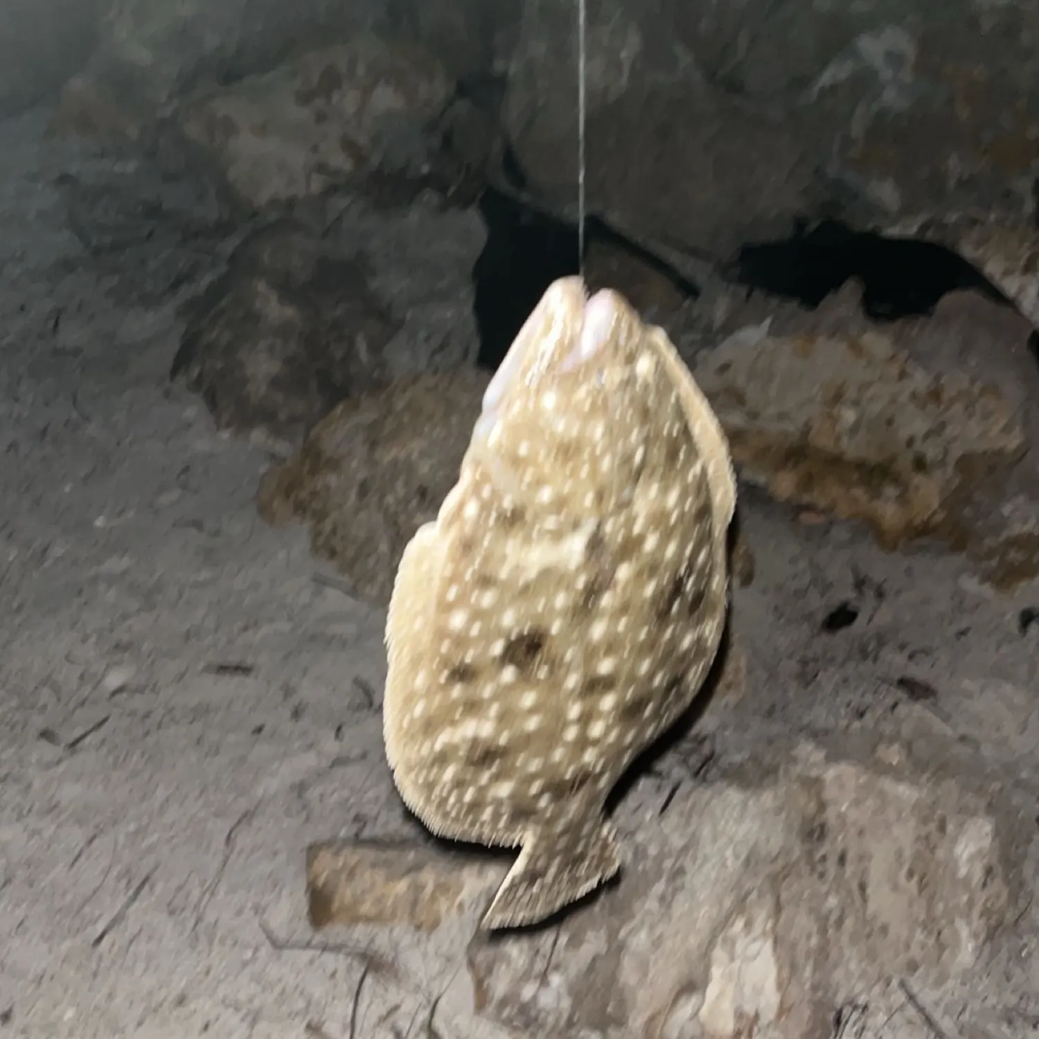 The most recent Gulf flounder catches on Fishbrain