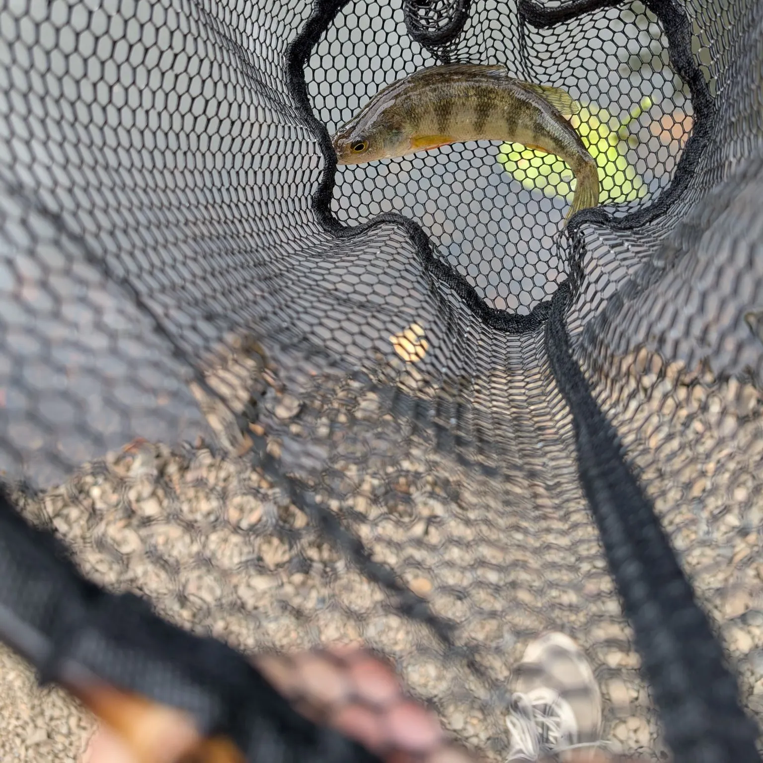 Yellow perch caught on Fishbrain