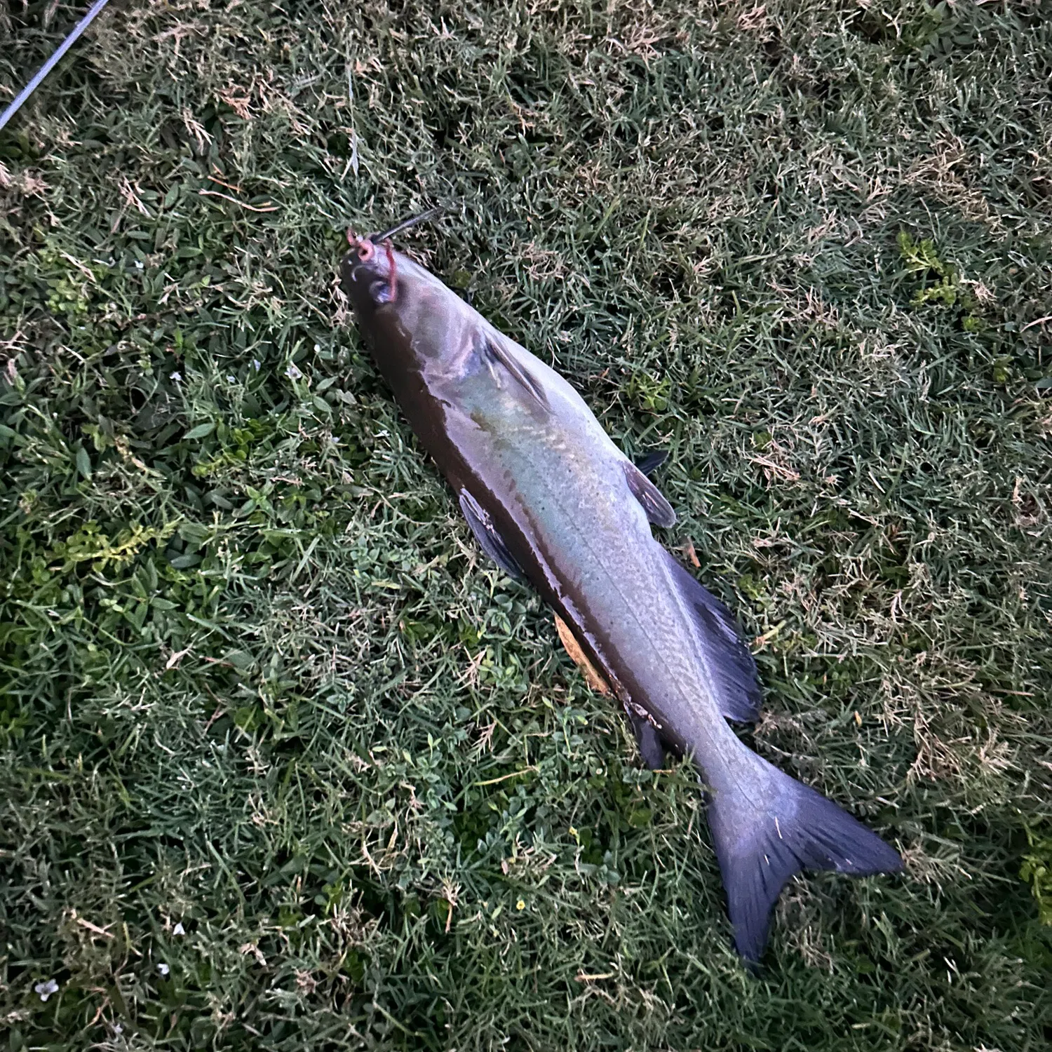 Channel catfish caught on Fishbrain