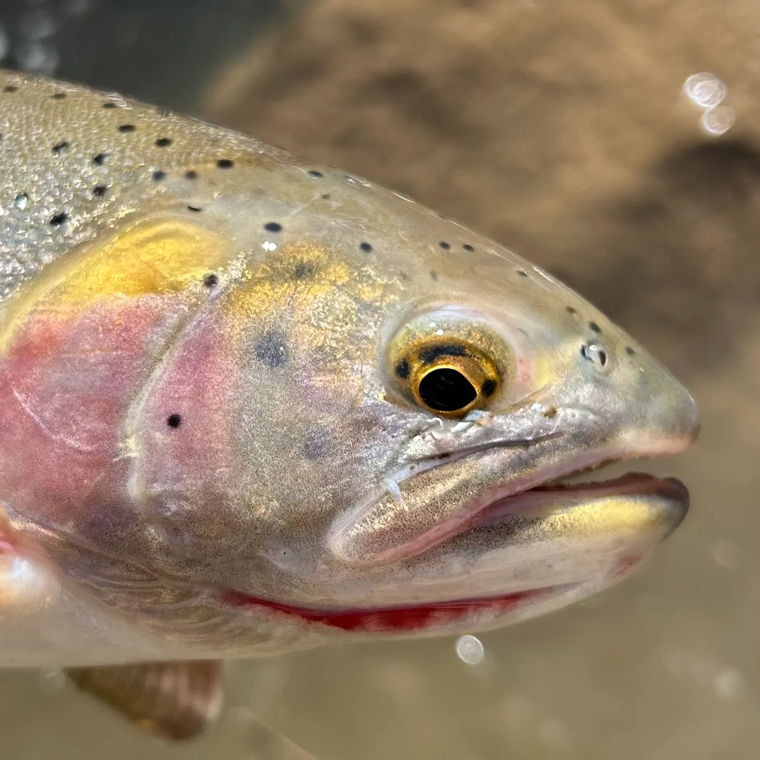 The most recent Colorado river cutthroat trout catches on Fishbrain