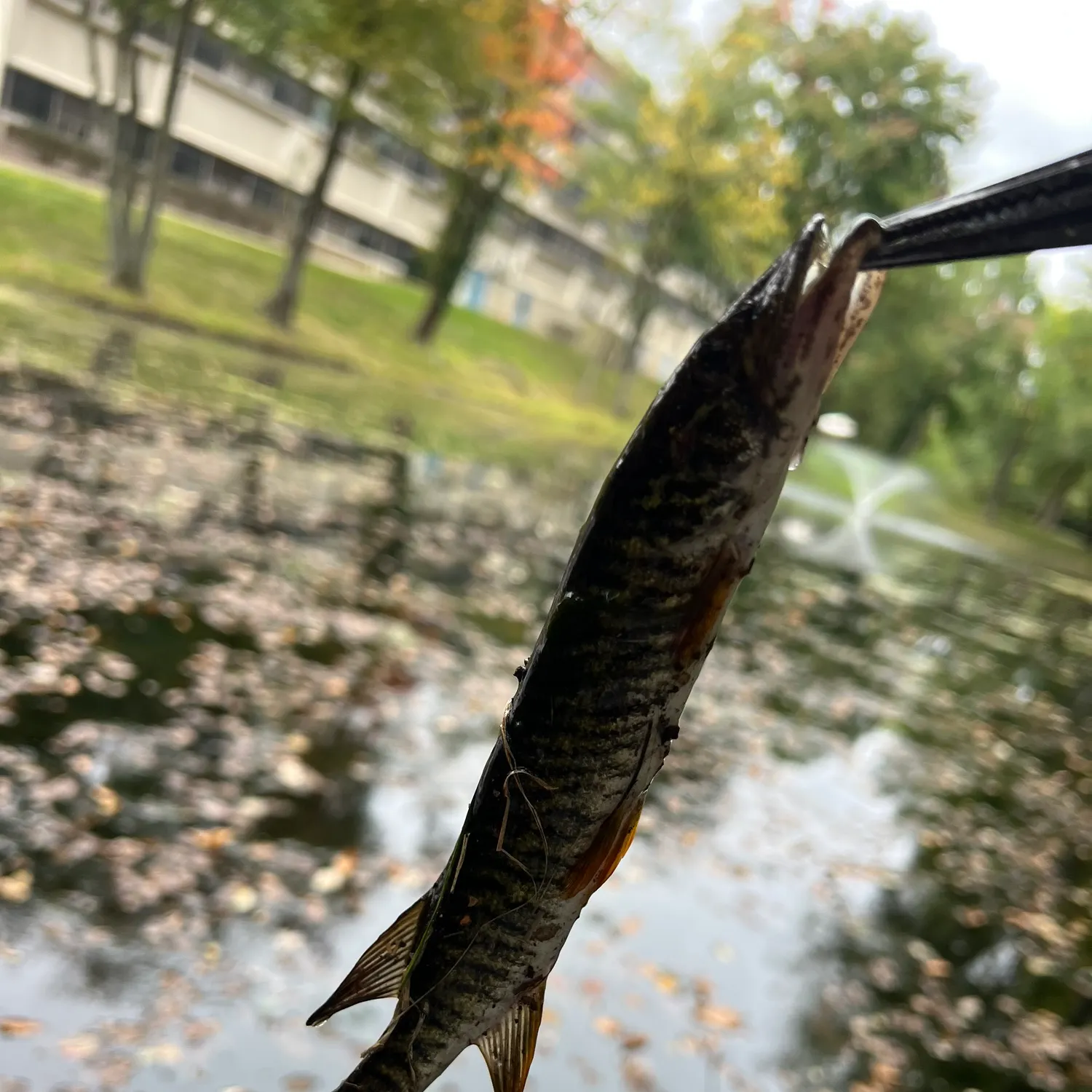 Grass pickerel caught on Fishbrain