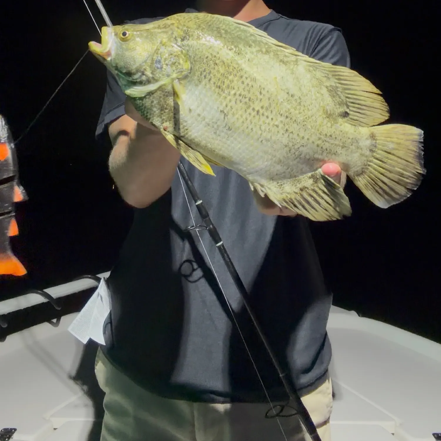 The most recent Atlantic tripletail catches on Fishbrain