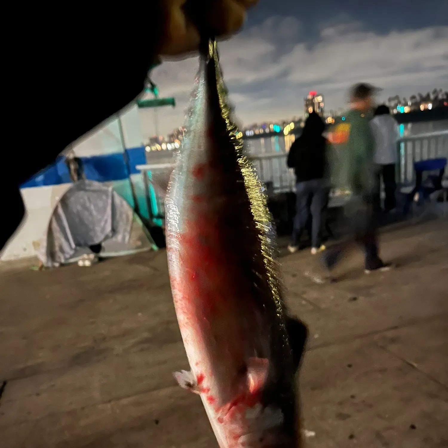 The most recent Little tunny catches on Fishbrain