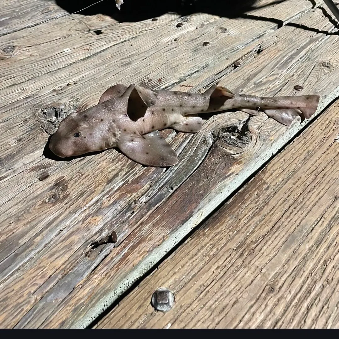 The most recent Horn shark catches on Fishbrain