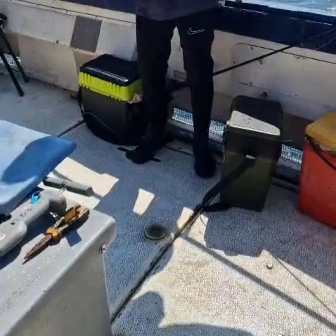 The most recent Tope shark catches on Fishbrain
