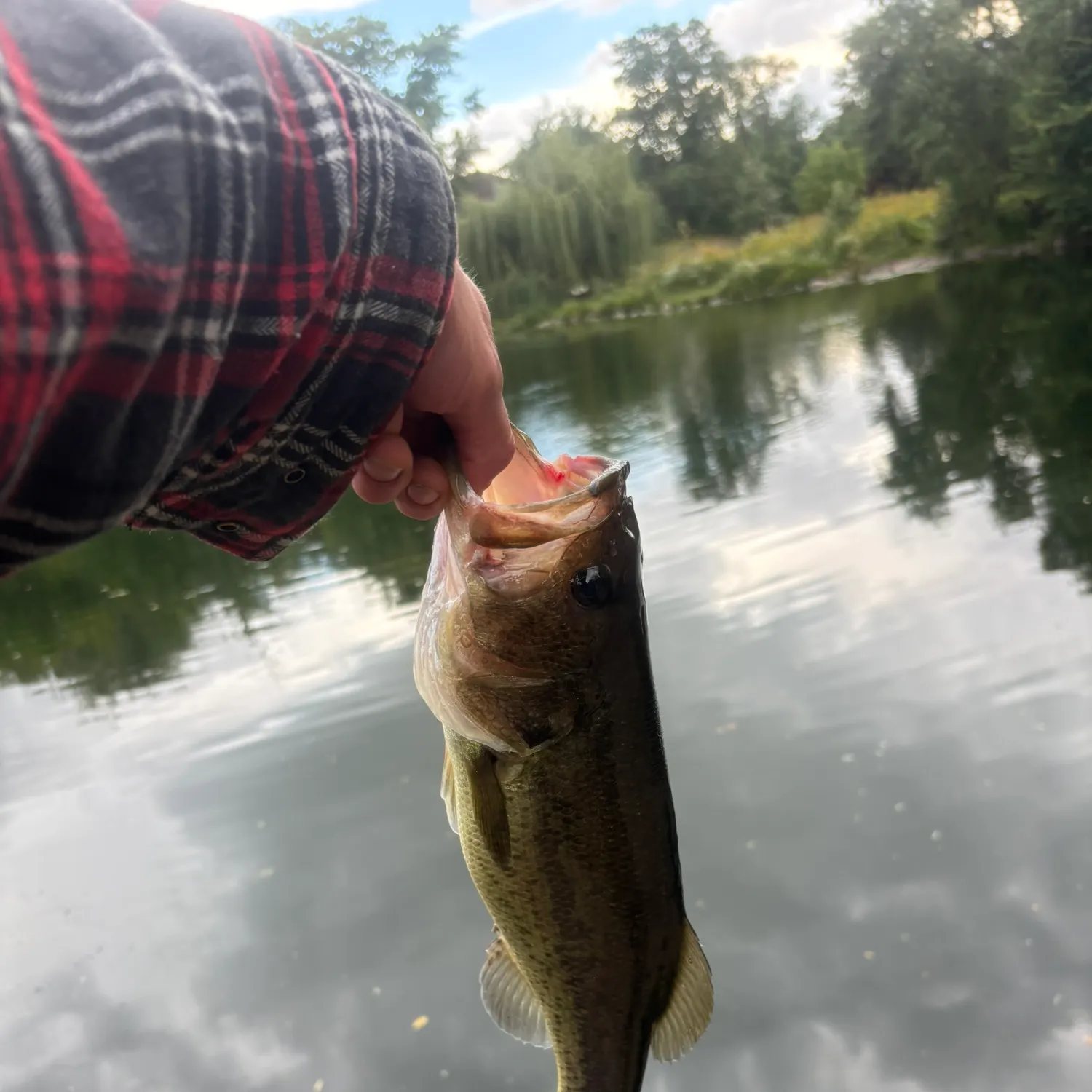Largemouth bass caught on Fishbrain