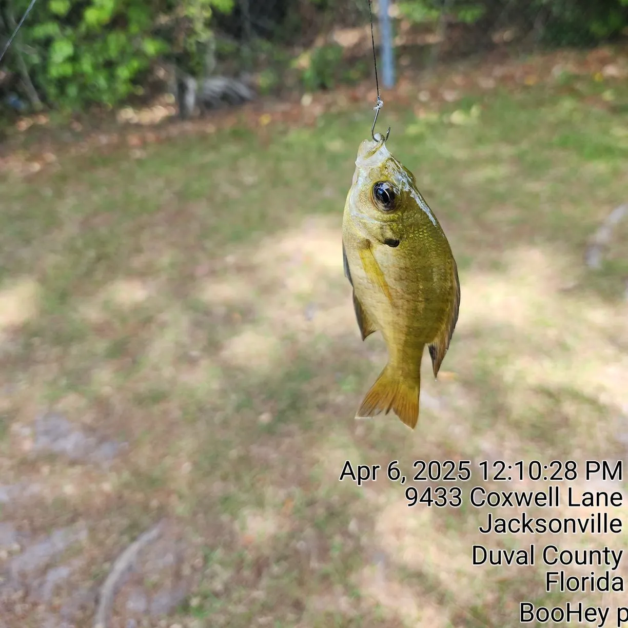 recently logged catches