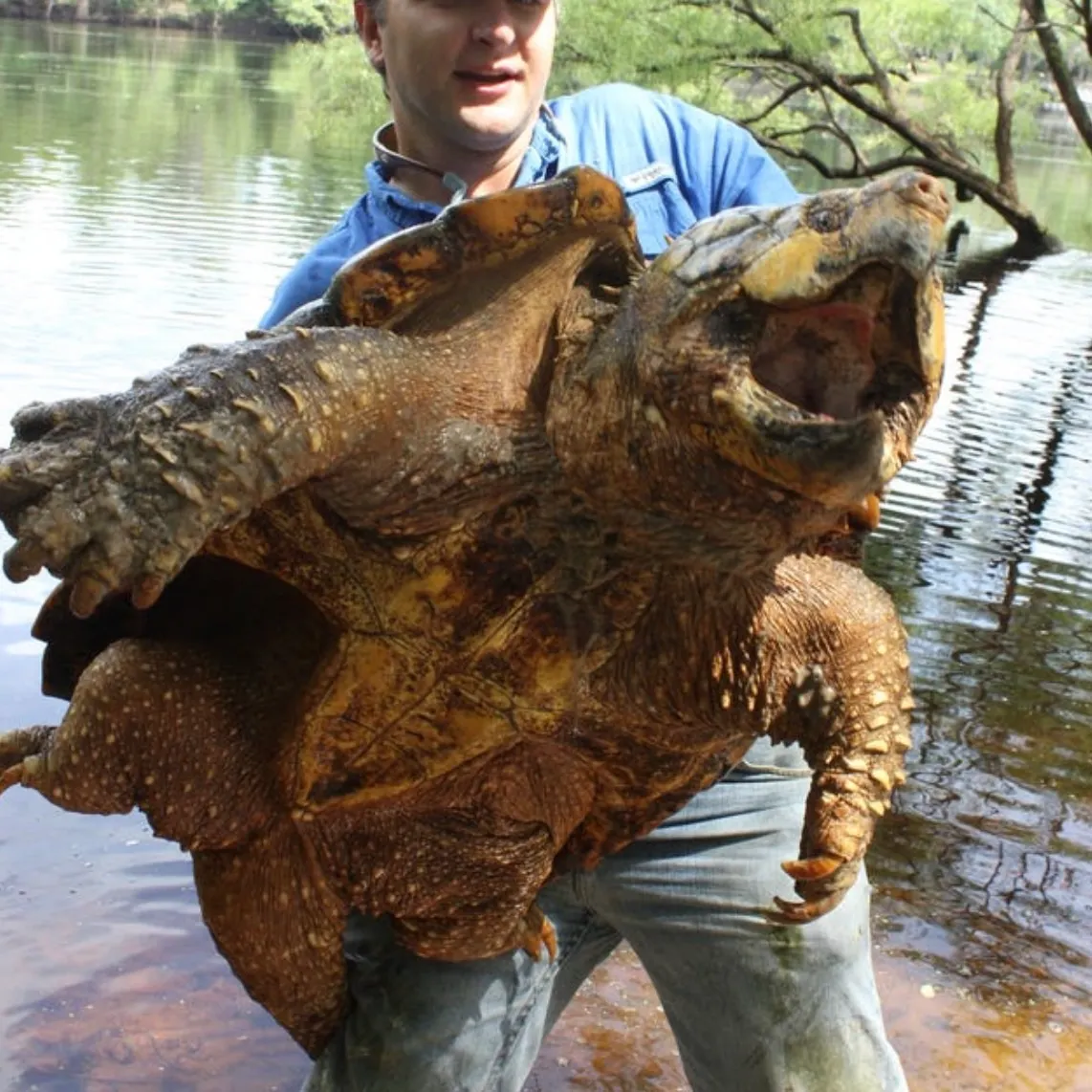 Alligator snapping turtle caught on Fishbrain