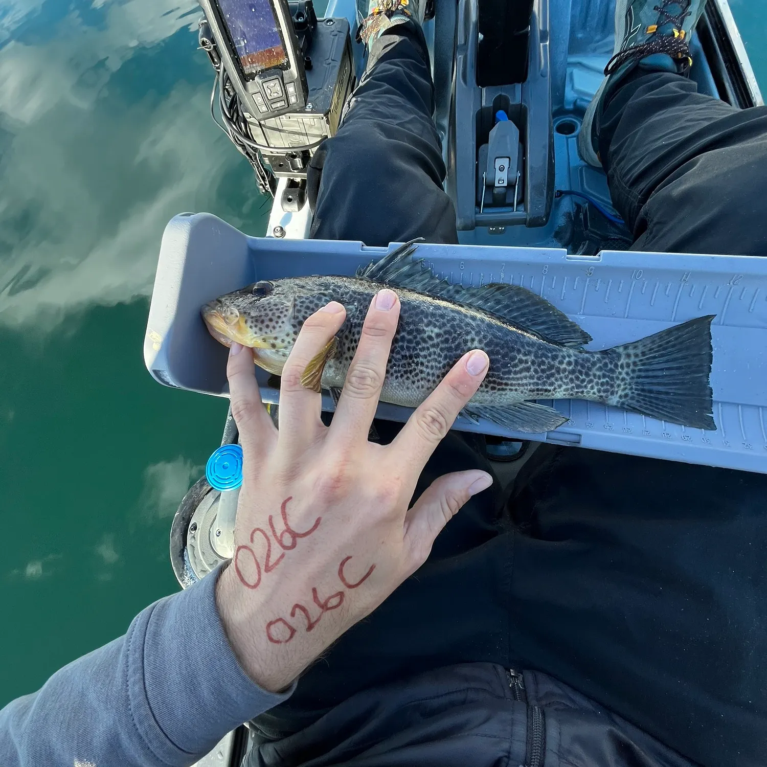 The most recent Spotted sand bass catches on Fishbrain