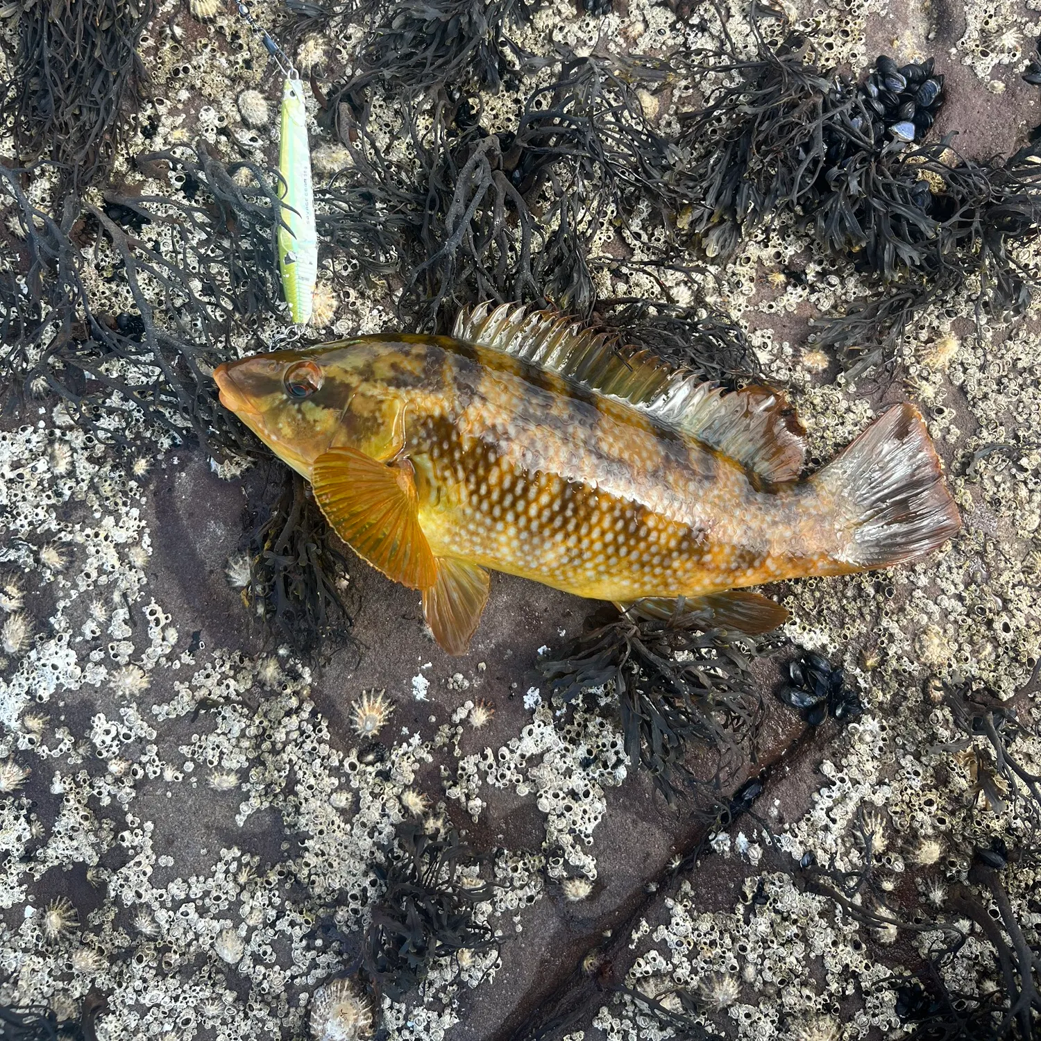 Ballan wrasse caught on Fishbrain
