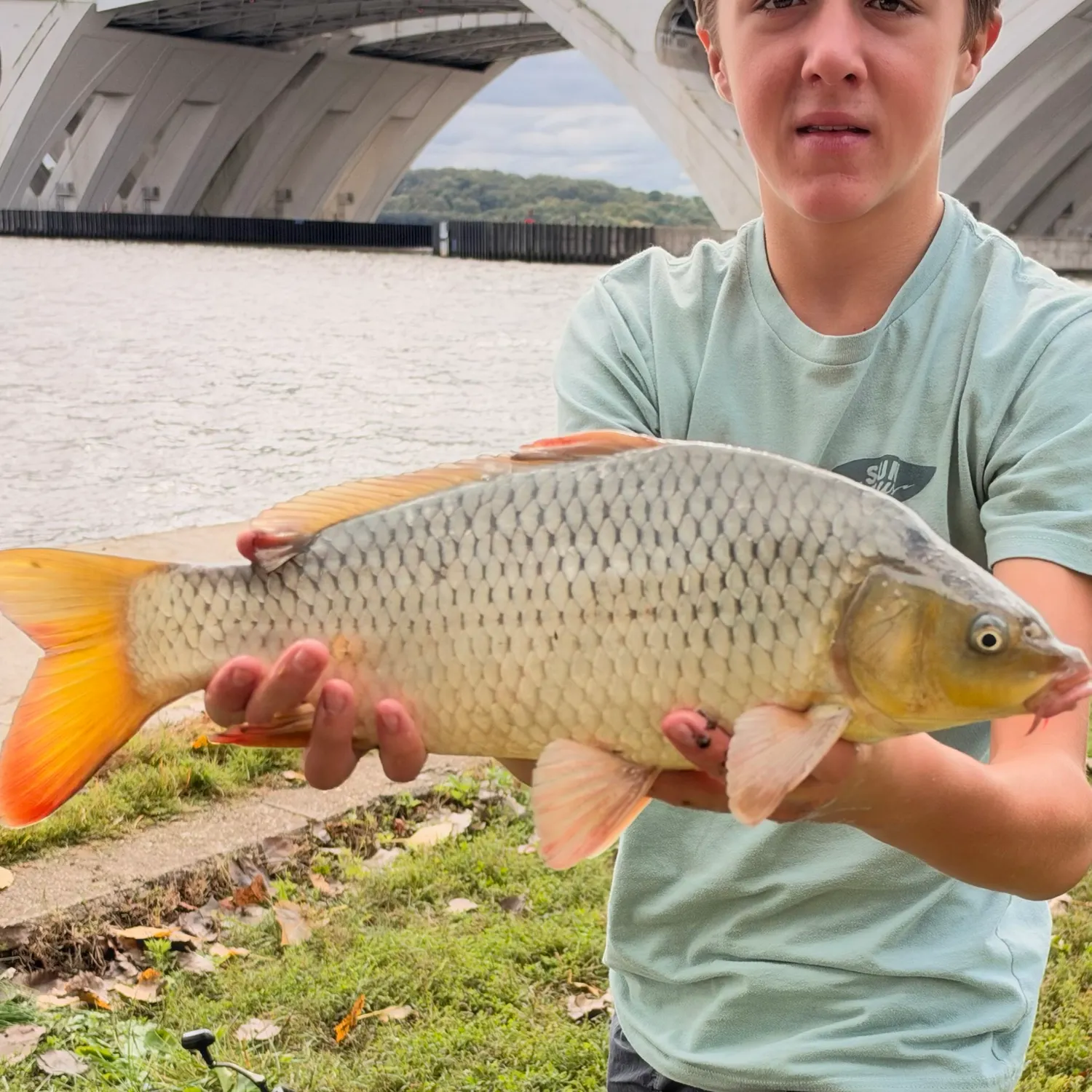 Common carp caught on Fishbrain