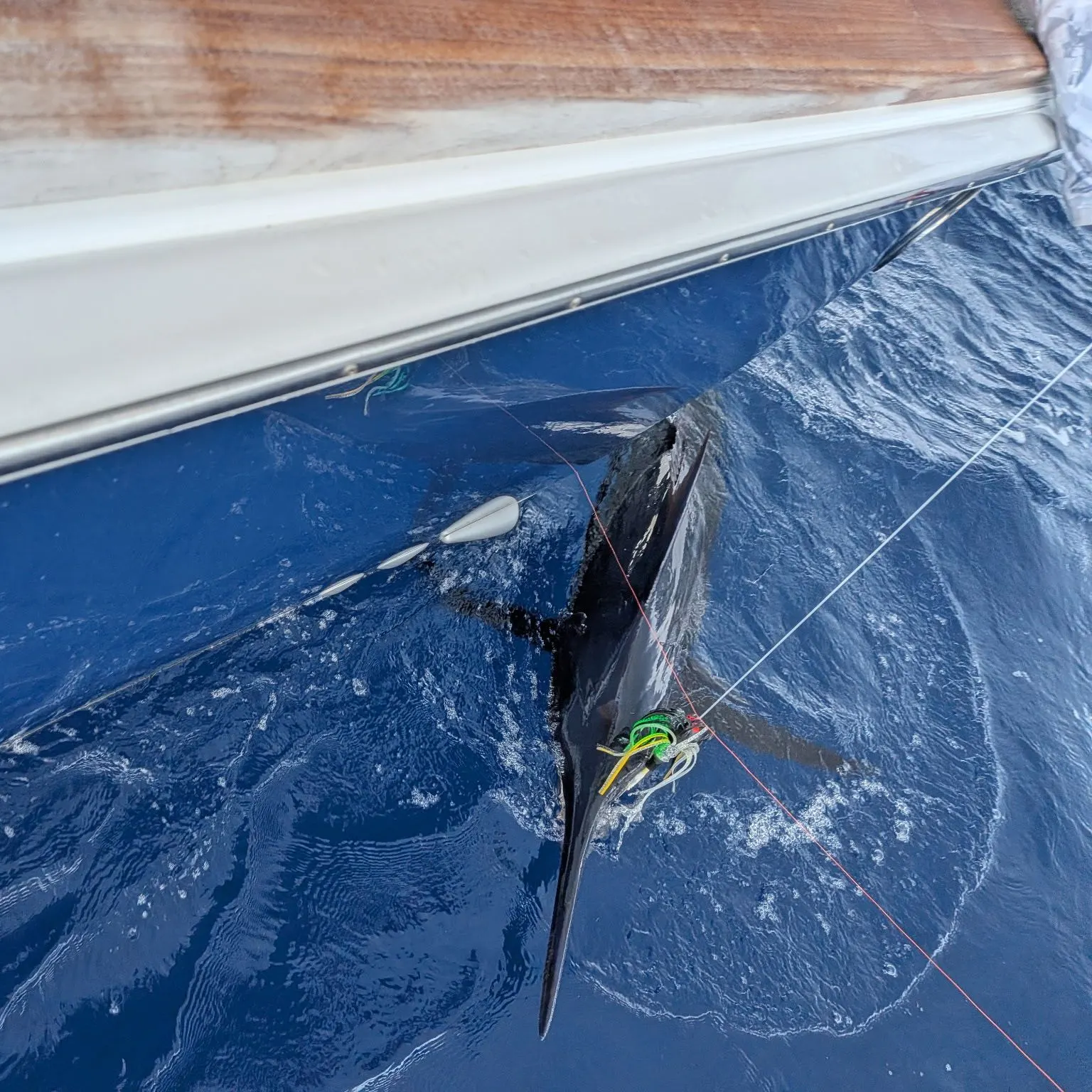 The most recent Atlantic blue marlin catches on Fishbrain