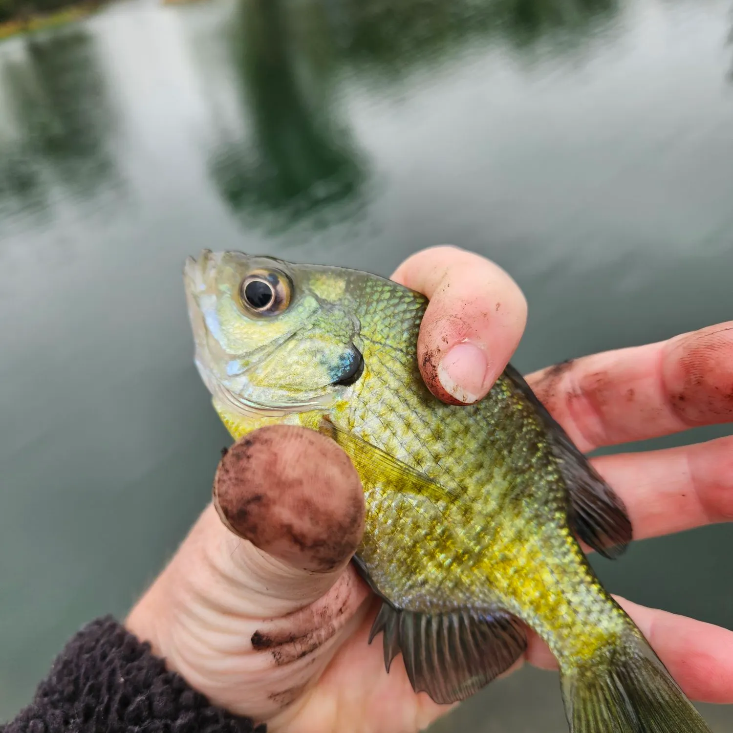 Bluegill caught on Fishbrain