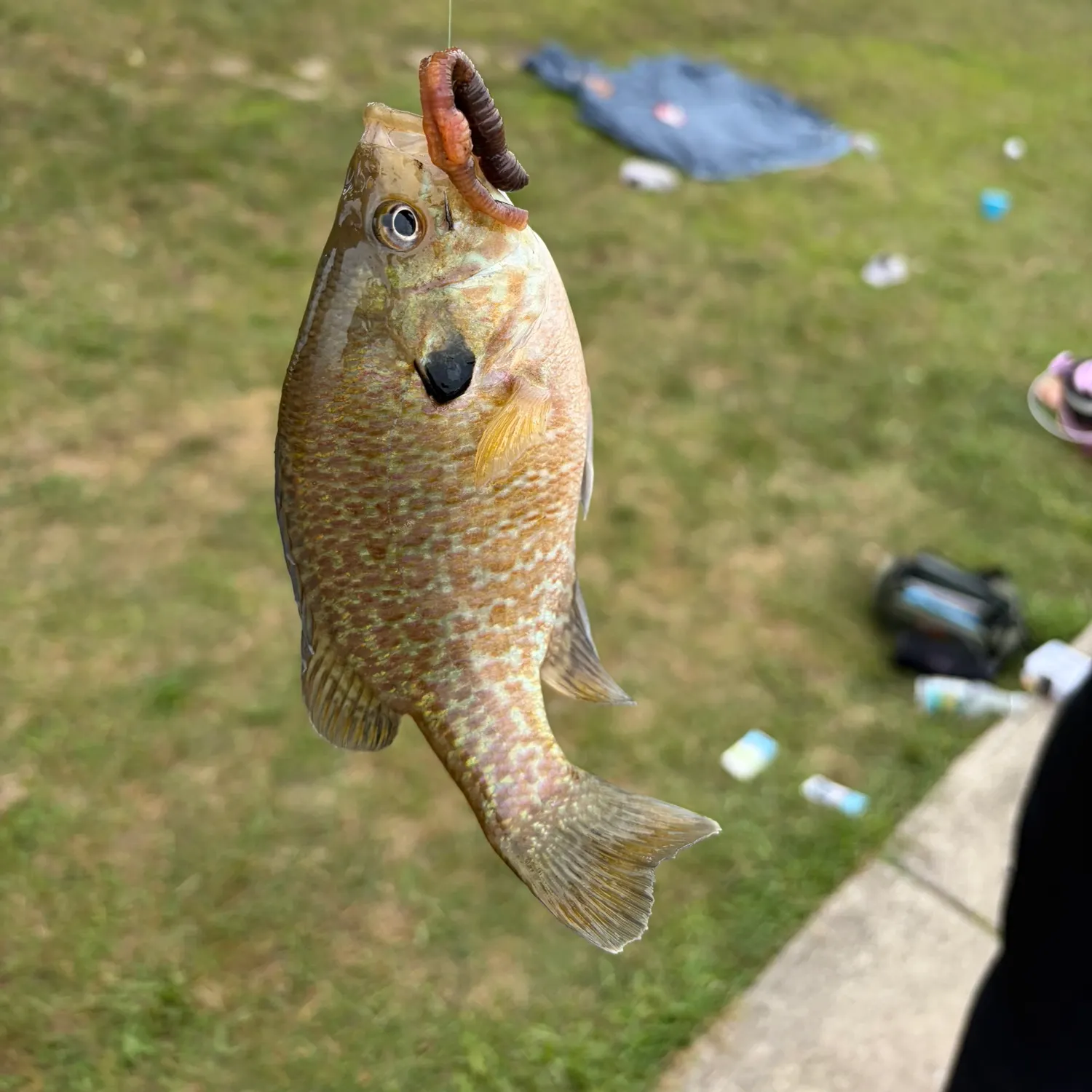 Pumpkinseed caught on Fishbrain
