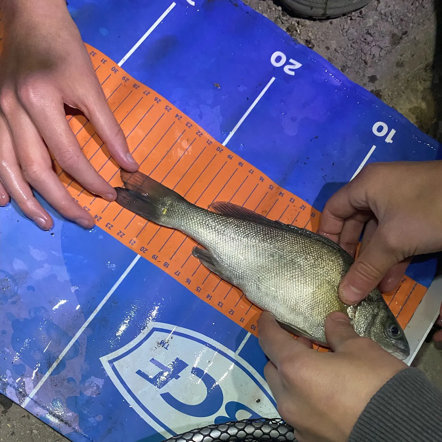 The most recent Bidyan perch catches on Fishbrain