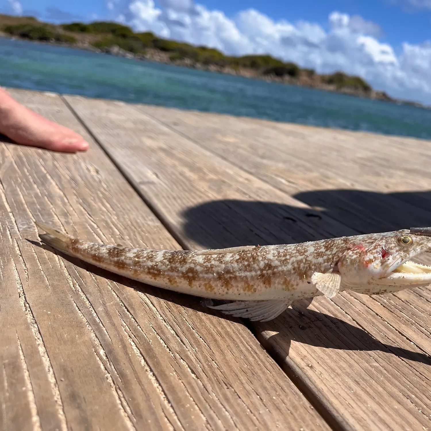 The most recent Inshore lizardfish catches on Fishbrain