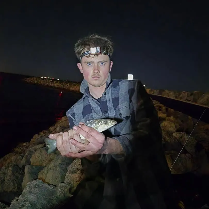 The most recent Sand sillago catches on Fishbrain