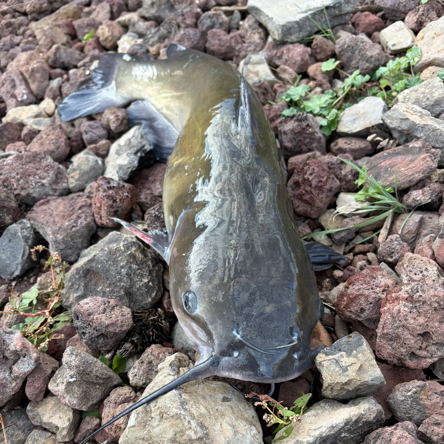 Channel catfish caught on Fishbrain