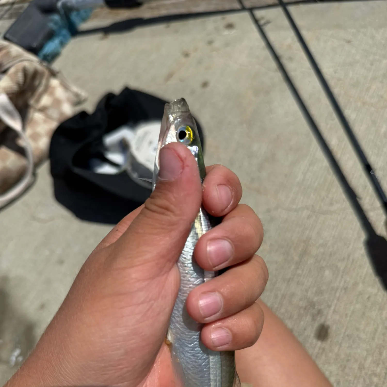 The most recent Topsmelt silverside catches on Fishbrain