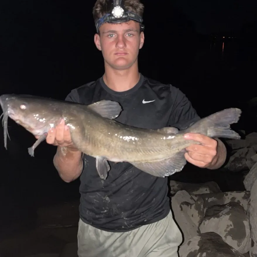 Channel catfish caught on Fishbrain