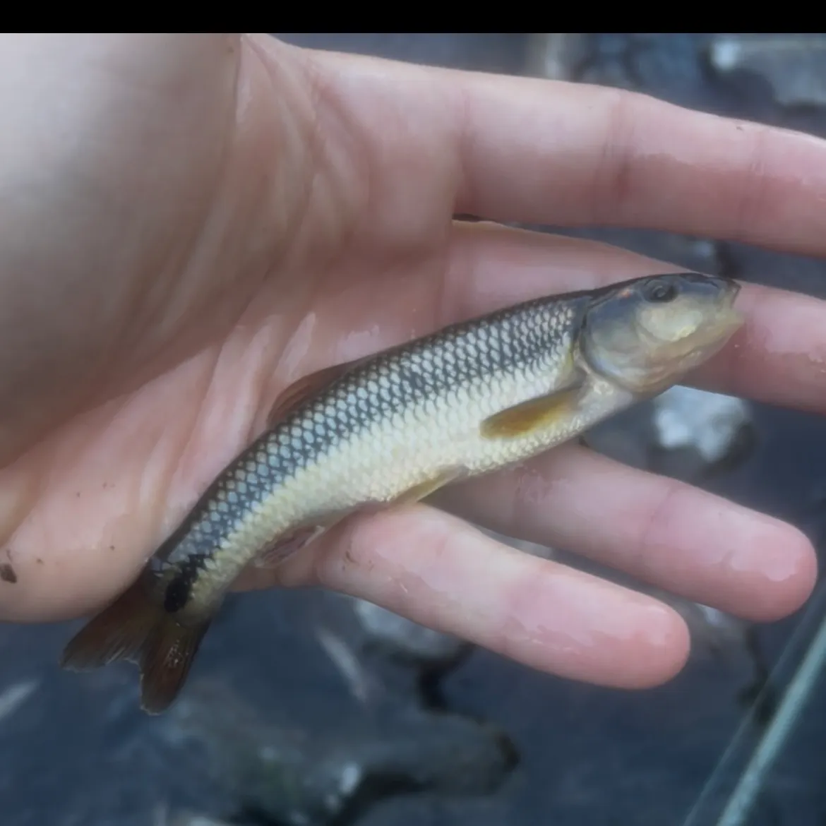 The most recent Redspot chub catches on Fishbrain