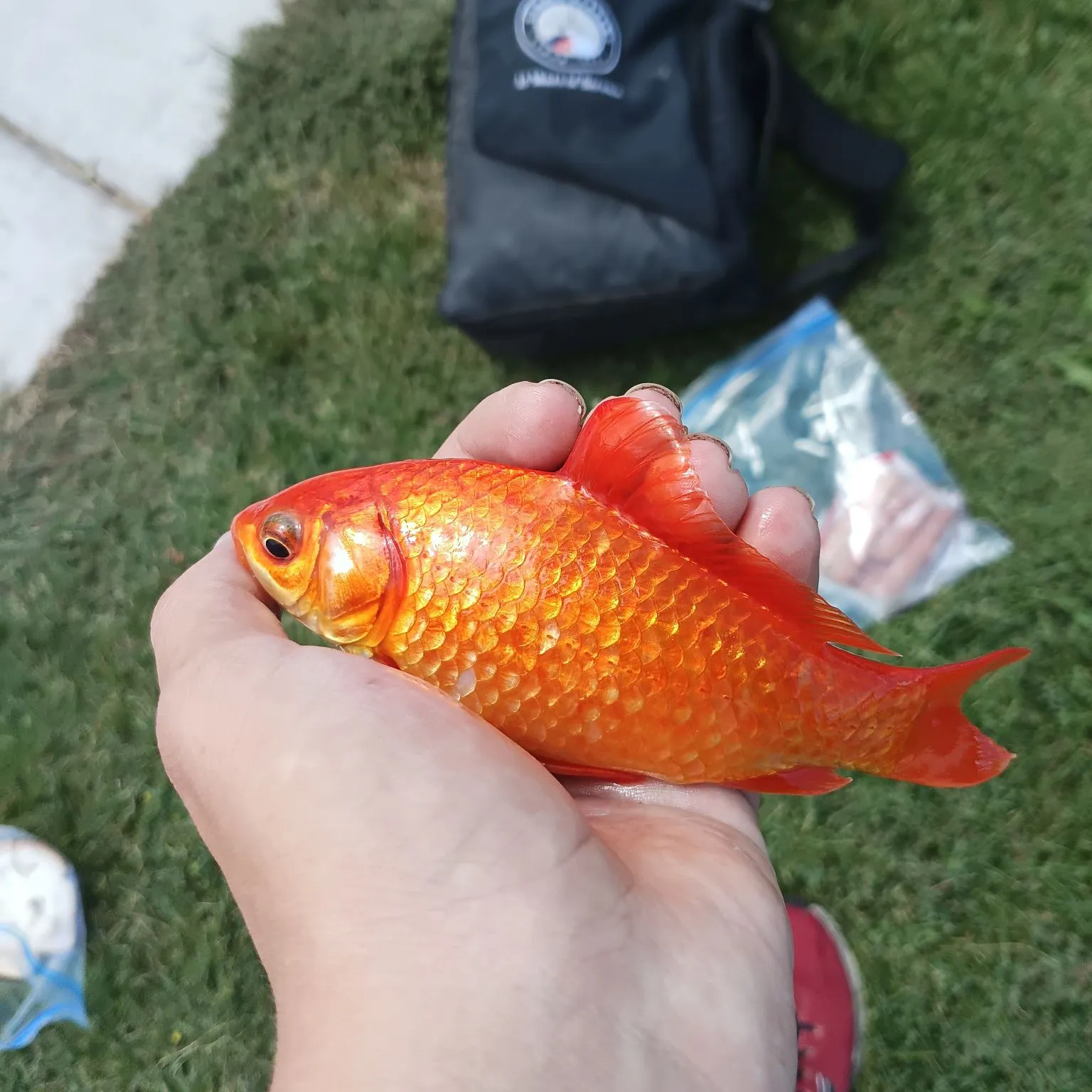 Goldfish caught on Fishbrain