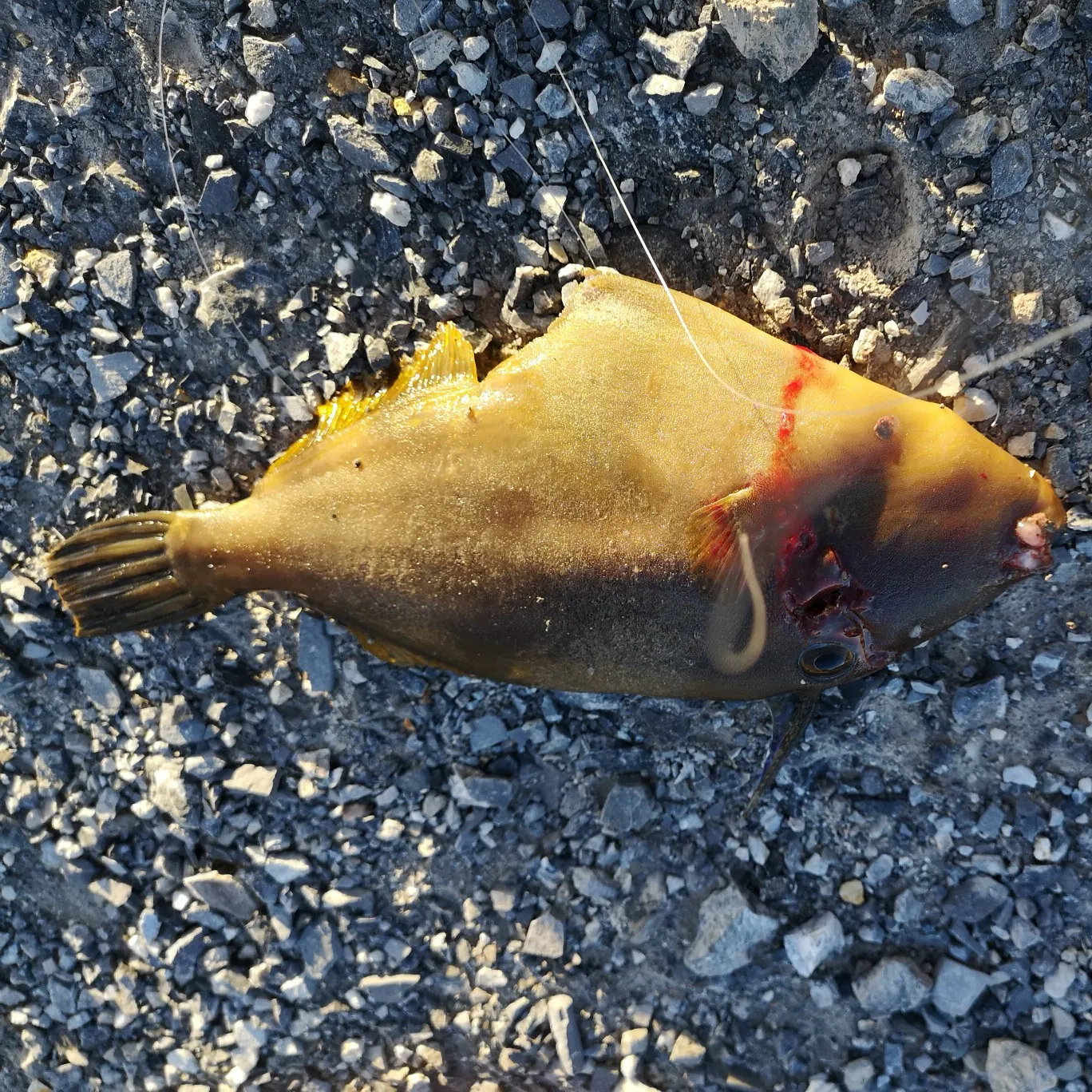 angler catch