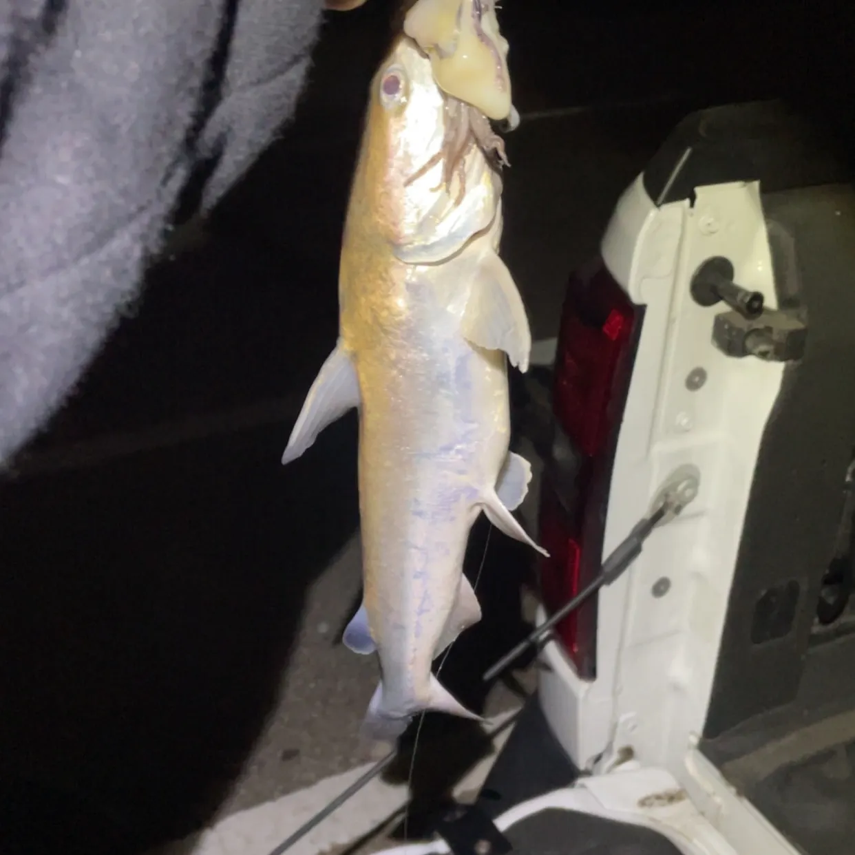 Hardhead sea catfish caught on Fishbrain