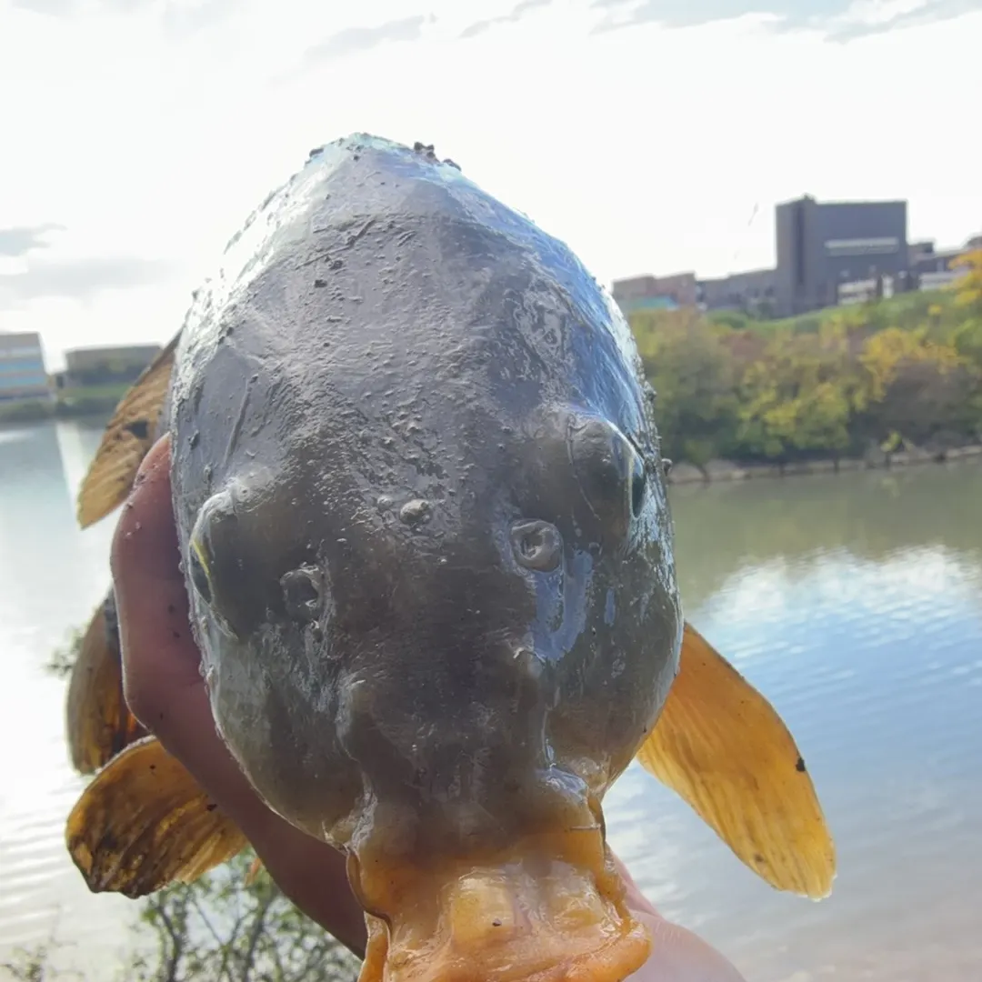 Fish caught on Fishbrain