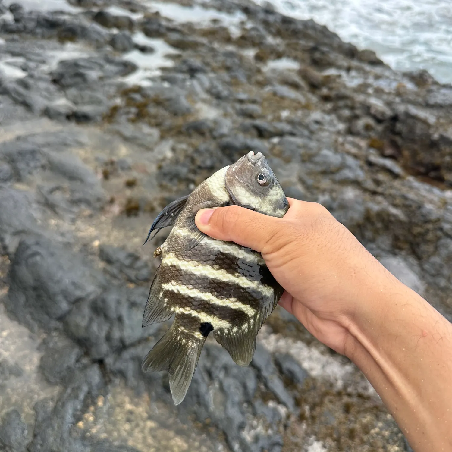 Blackspot sergeant caught on Fishbrain