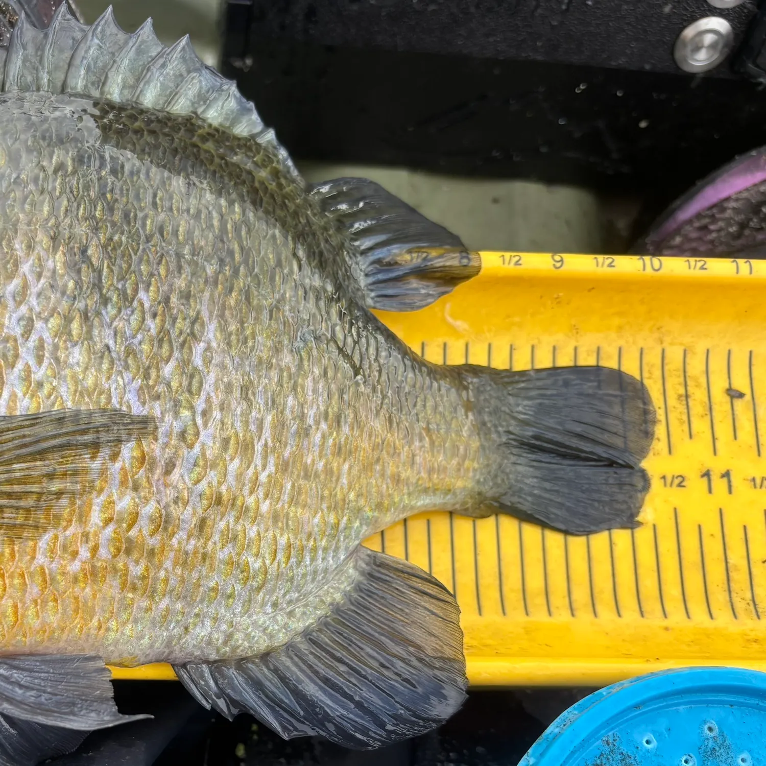 Bluegill caught on Fishbrain