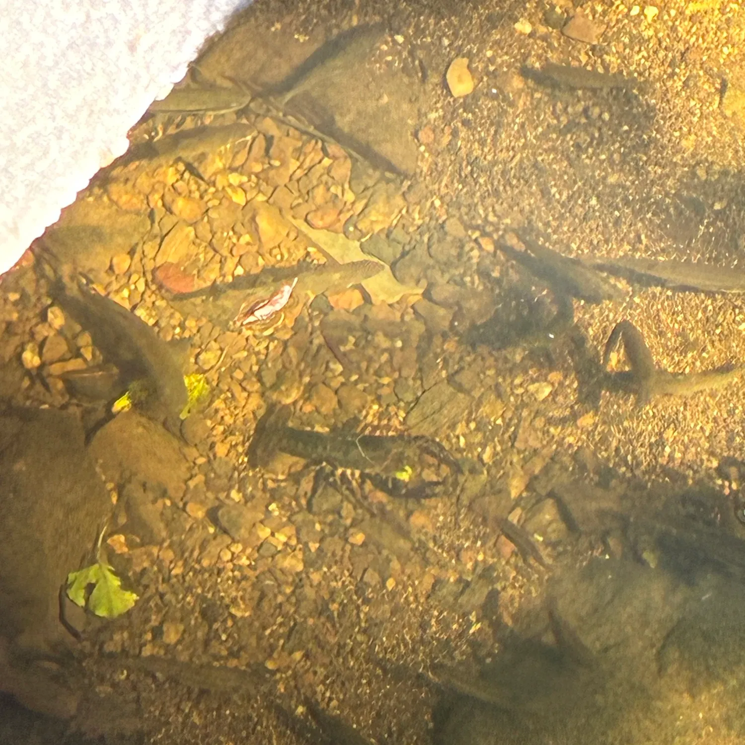 Northern clearwater crayfish caught on Fishbrain