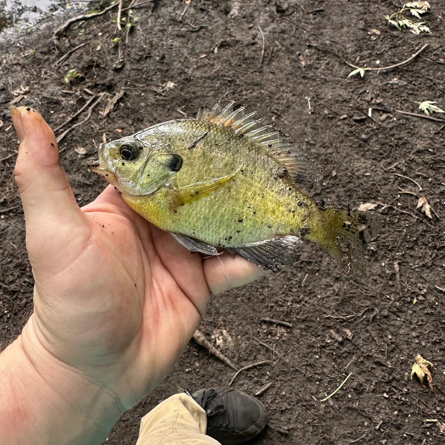 Bluegill caught on Fishbrain