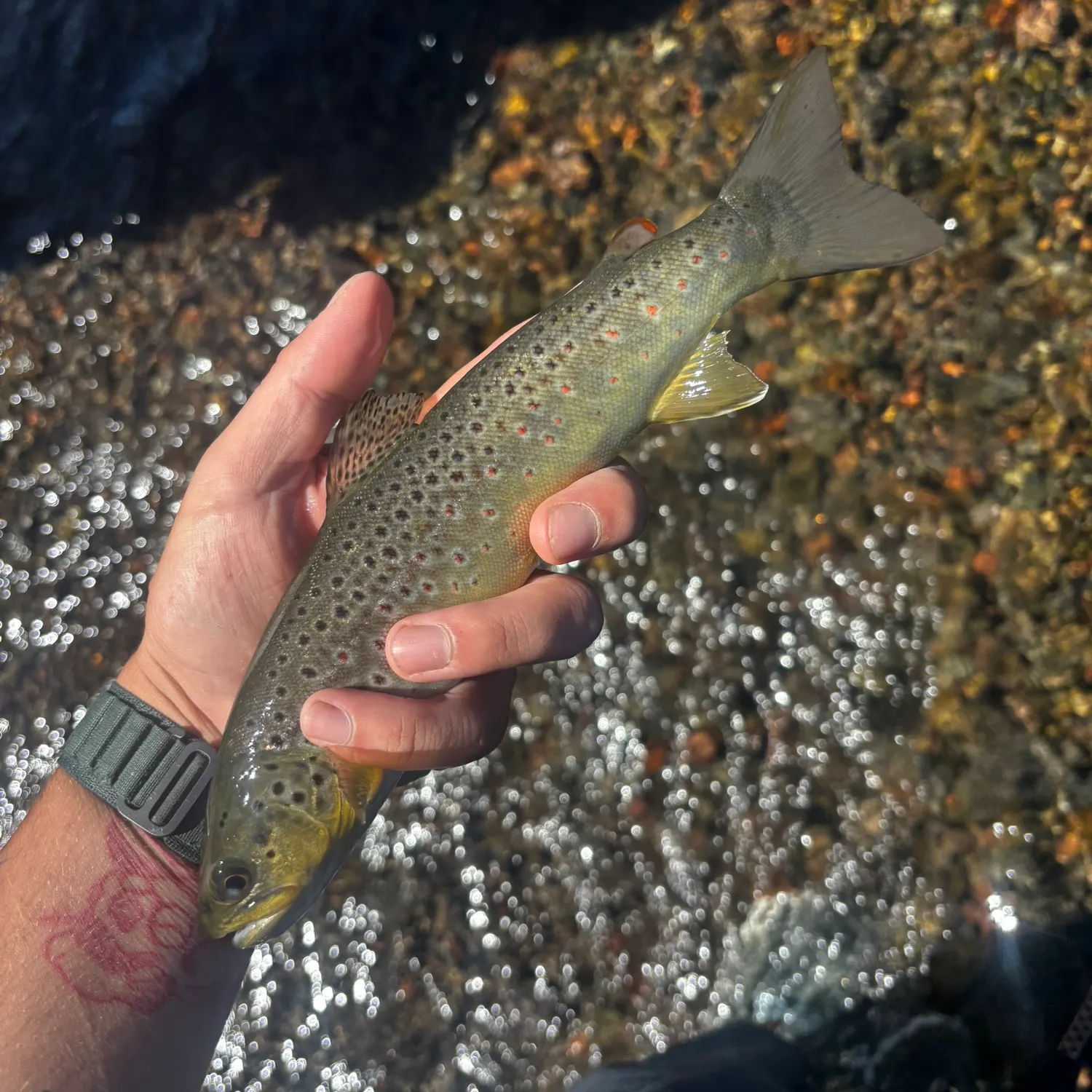Brown trout caught on Fishbrain
