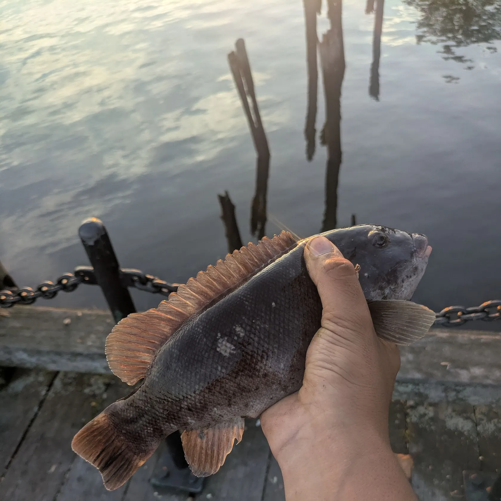 Tautog caught on Fishbrain