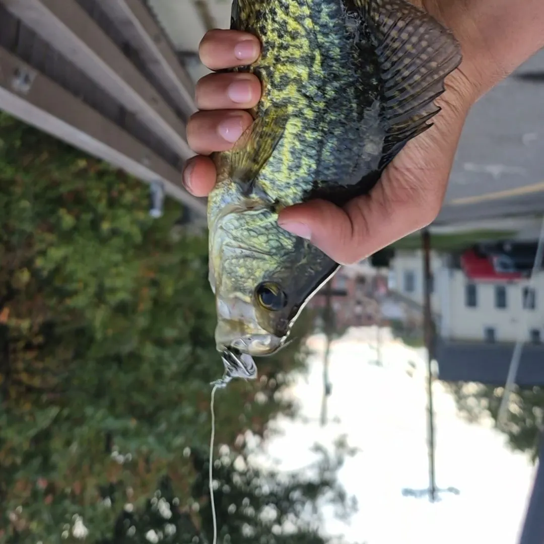 Black crappie caught on Fishbrain