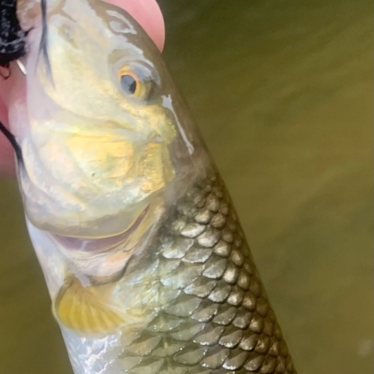 Creek chub caught on Fishbrain