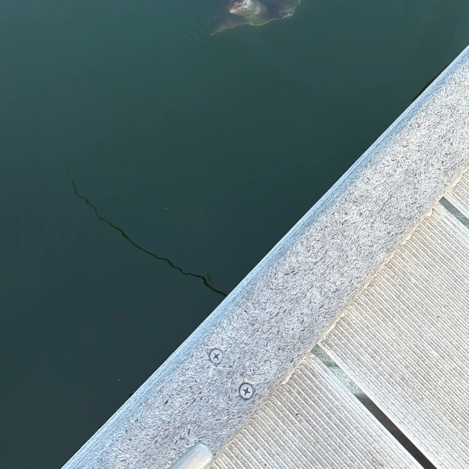 The most recent Smooth softshell turtle catches on Fishbrain