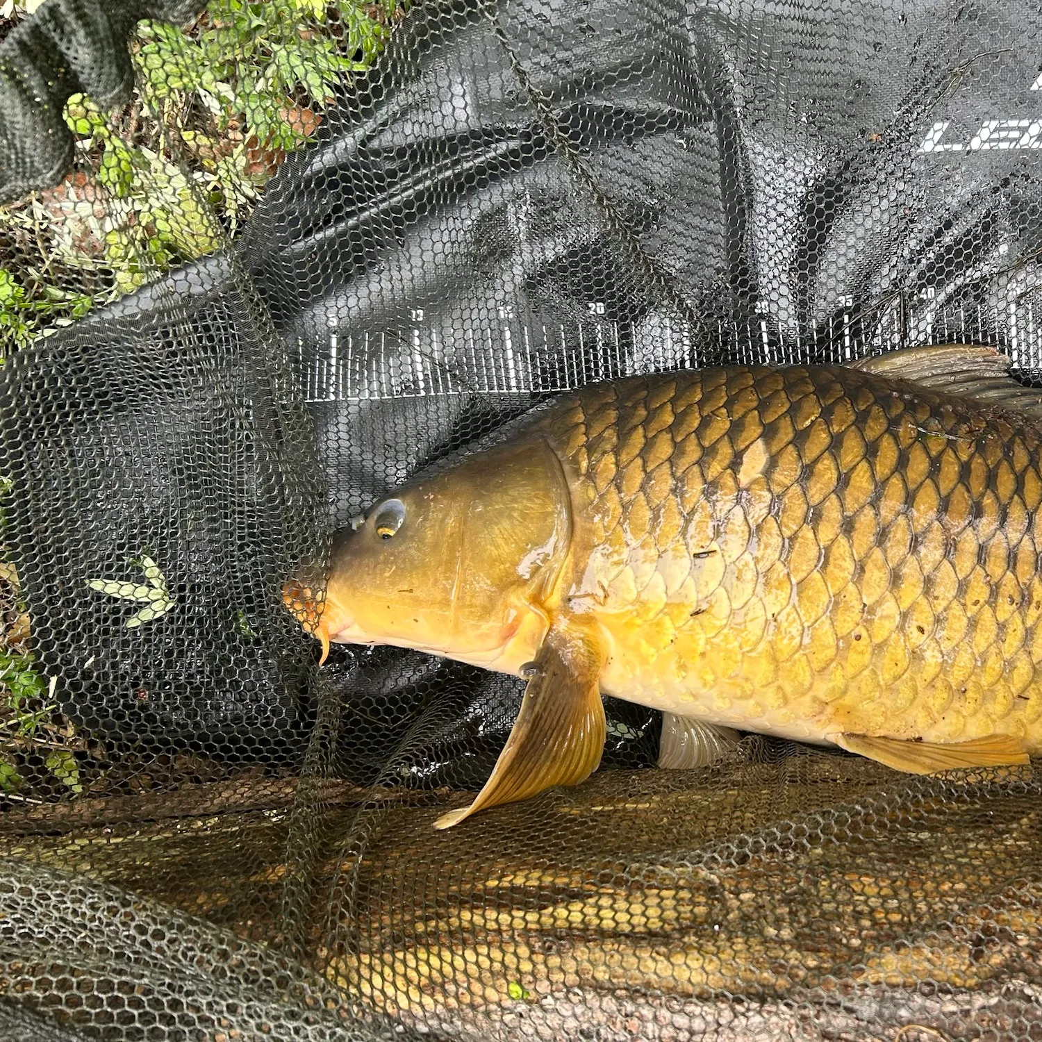 Common carp caught on Fishbrain