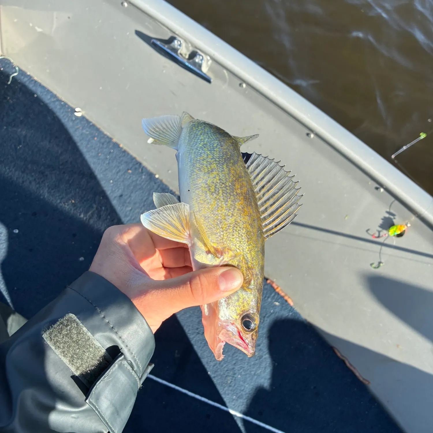 Walleye caught on Fishbrain