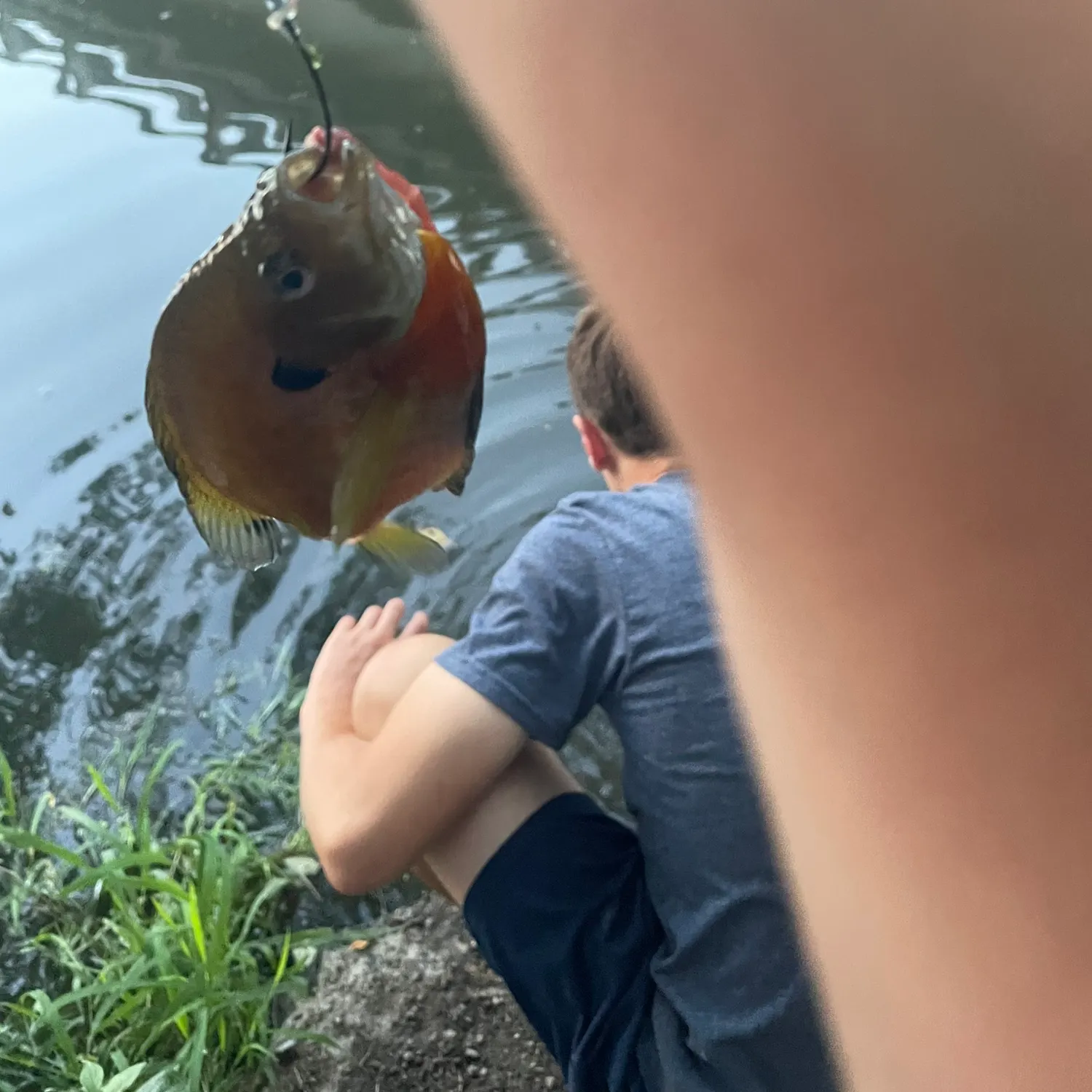 Bluegill caught on Fishbrain