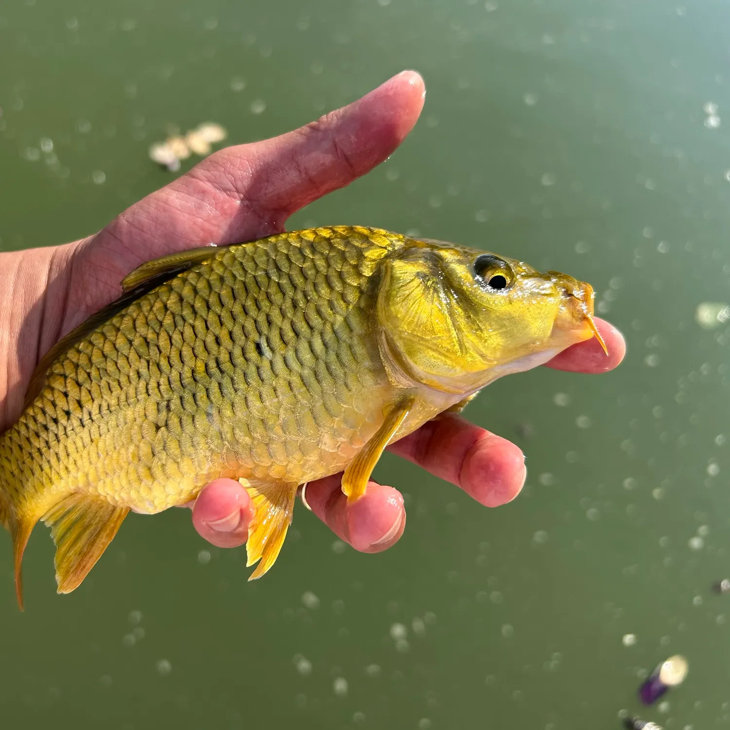 Common carp caught on Fishbrain