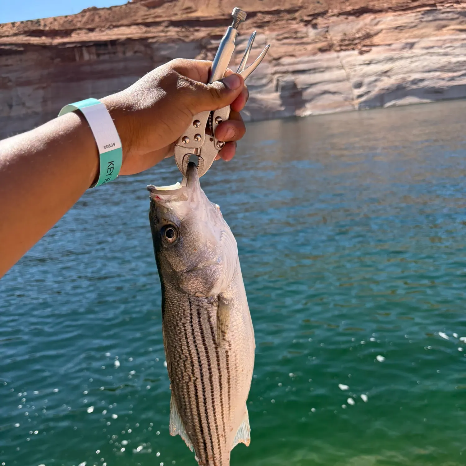 The most recent Striped bass catches on Fishbrain