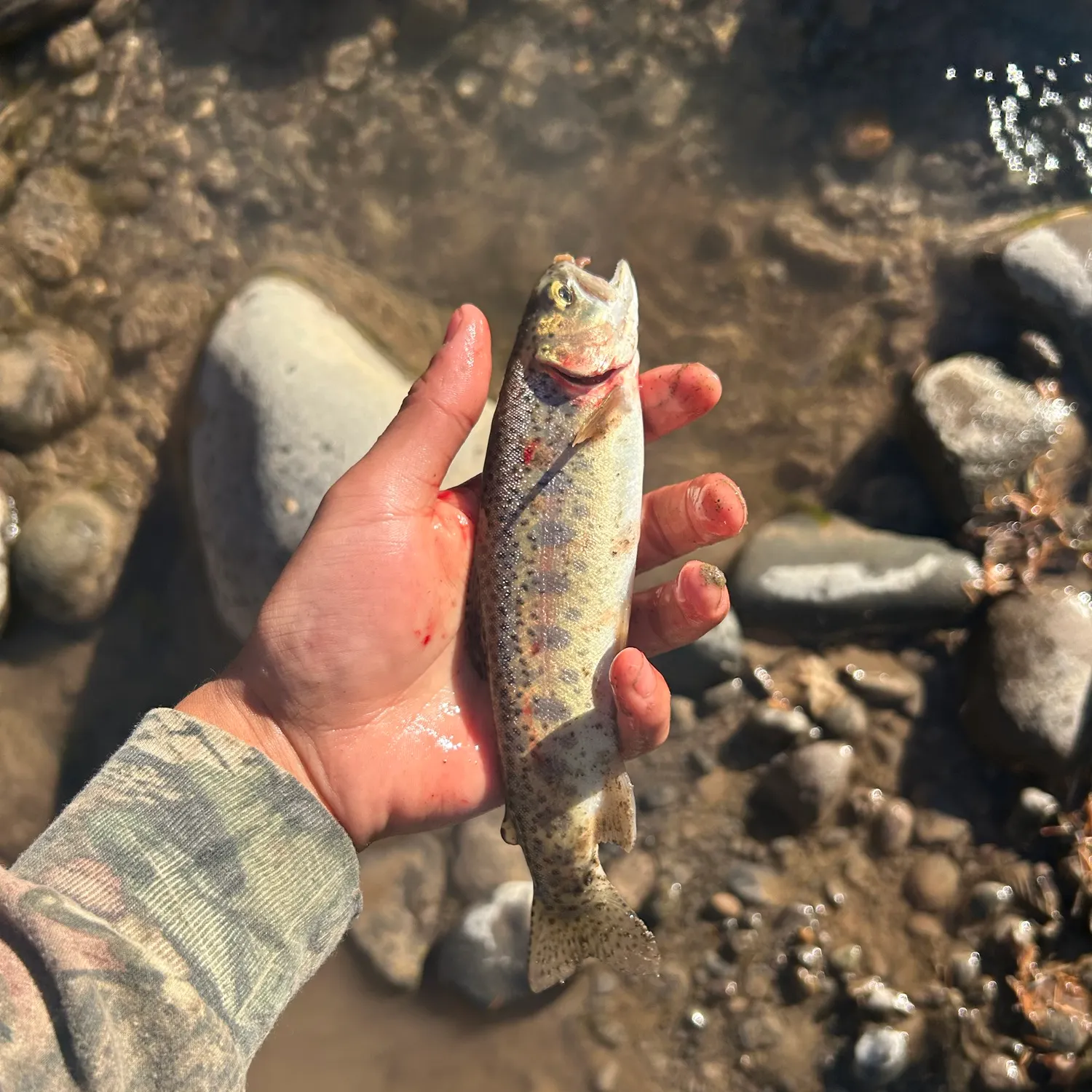 Rainbow trout caught on Fishbrain