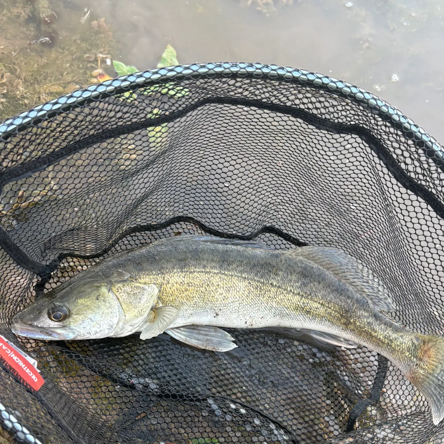 Zander caught on Fishbrain