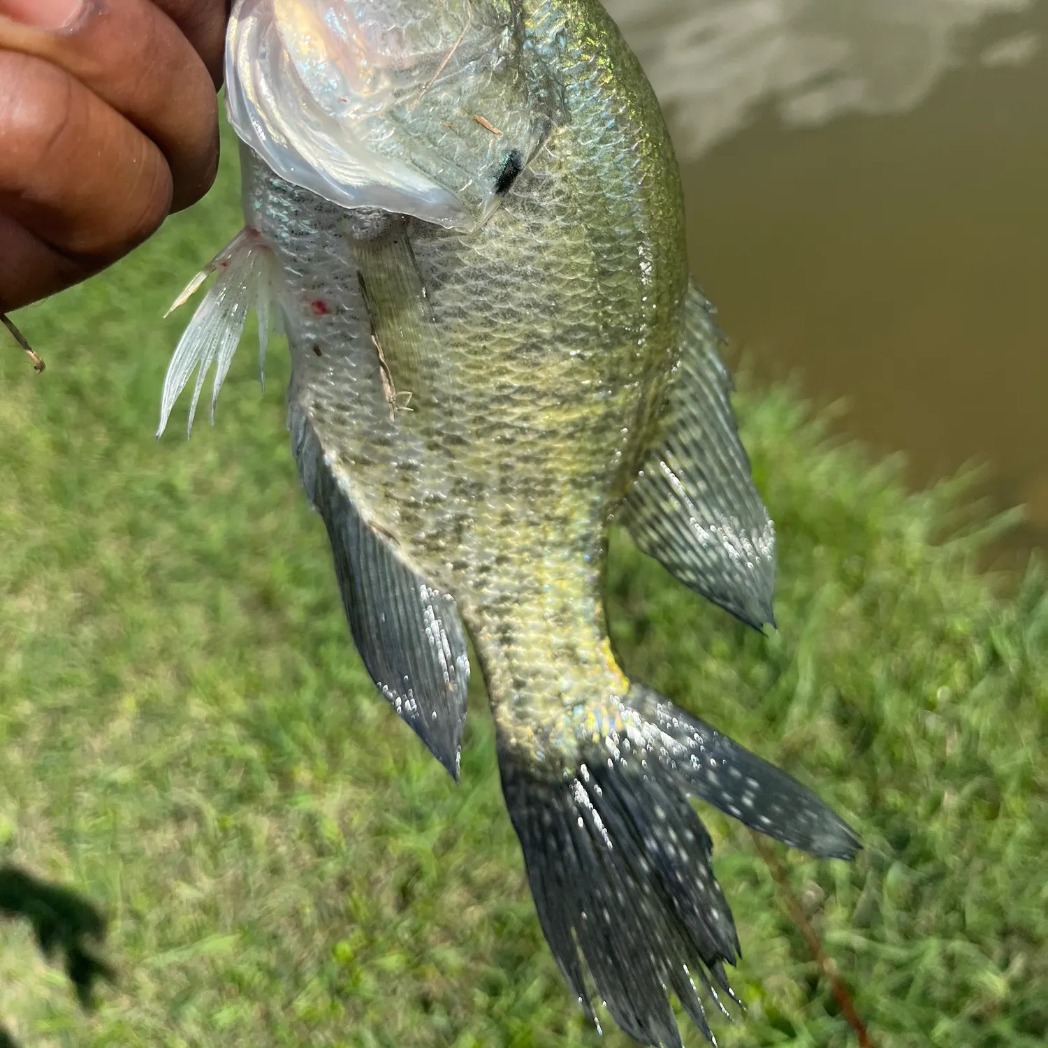 White crappie caught on Fishbrain