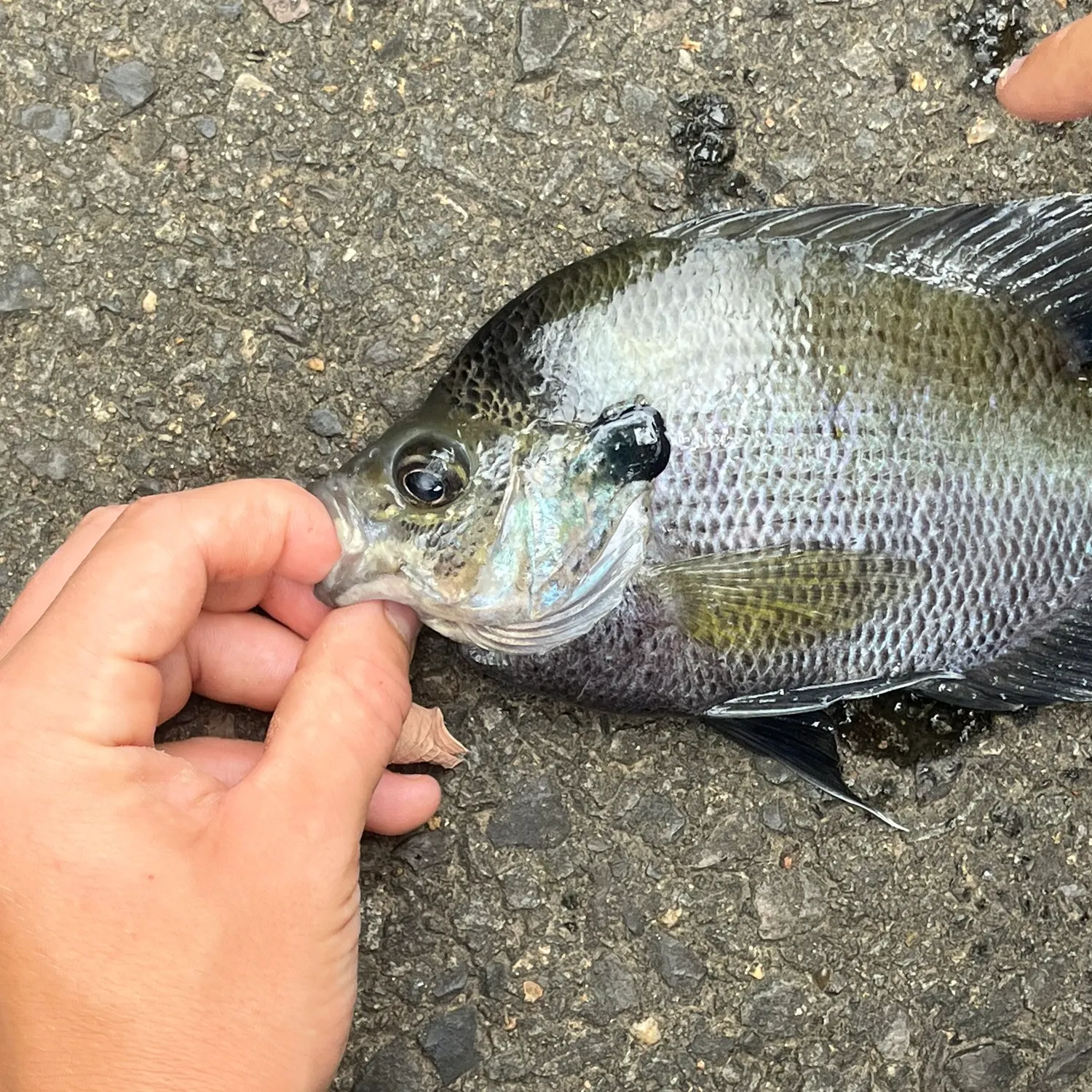 The most recent Dollar sunfish catches on Fishbrain